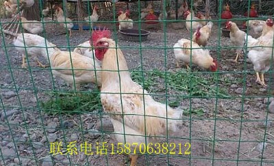 FzW(wng) ˿hB(yng)ֳ(chng)FzW(wng)ӆl(f)