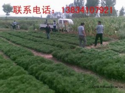 30公分白皮松苗-30公分到50公分白皮松小苗