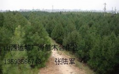 80-1.5װƤɴ̓r(ji)