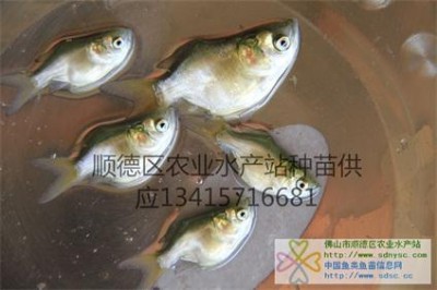 sǴ^~硢sǻ~