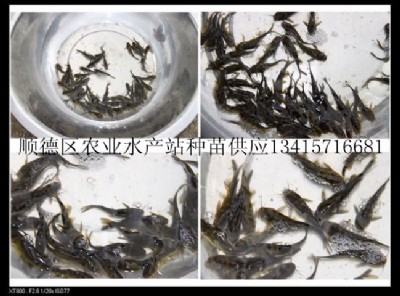 銀鱈魚、銀雪魚、銀鱈魚苗