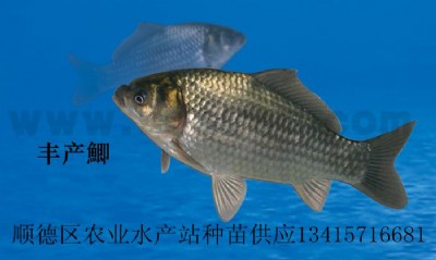 Sa(chn)a (jin)