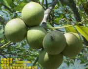 ޼޽Ӻۣ ޼޽Ӻa(chn)޼޽Ӻ繩(yng)