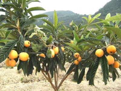 繩(yng)