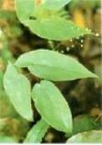 ޽ȡEpimedium P.(D)