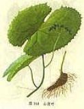 ʶPodophyllotoxi(D)